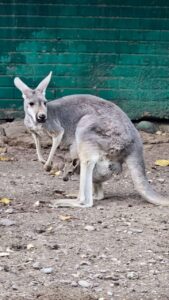 NACE SEGUNDO CANGURO EN ZOOLOGICO DE ALDAMA